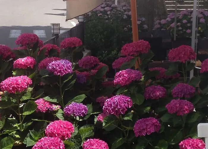 U Campanile فندق *